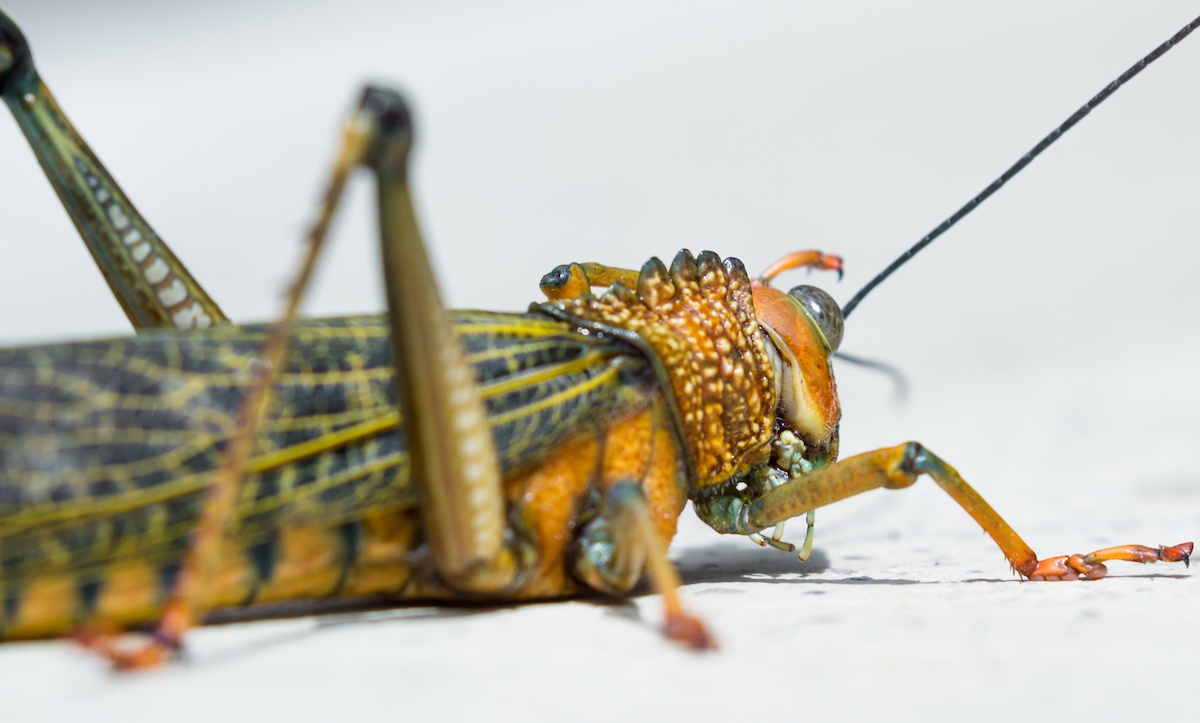 Pest ID Florida Giant Orange DriveBye Pest Exterminators