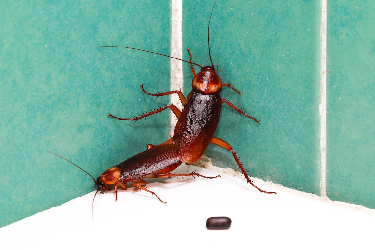 Four Signs That You Have an American Cockroach Infestation DriveBye