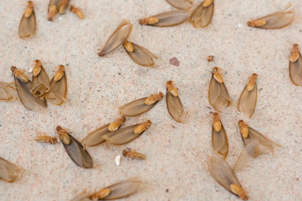 Termite Swarm Seasons in Clearwater, Florida DriveBye Pest Exterminators