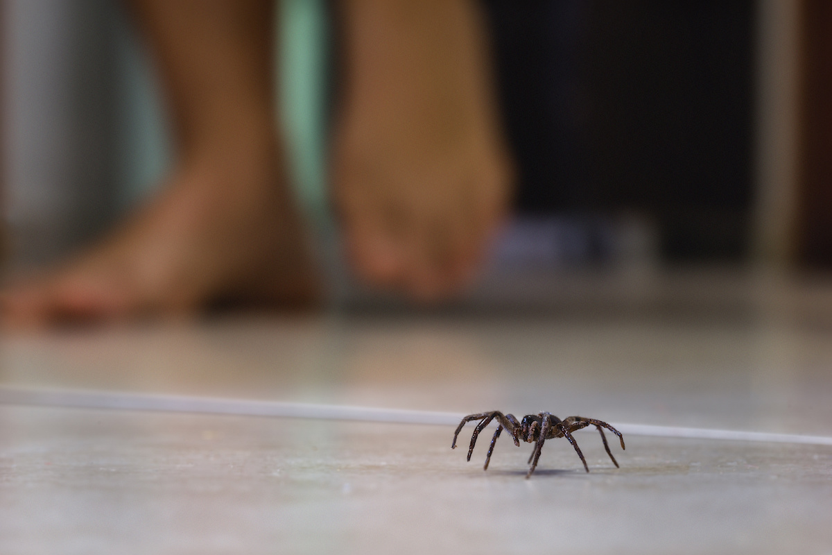 Why are there Spiders in My Home? DriveBye Pest Exterminators