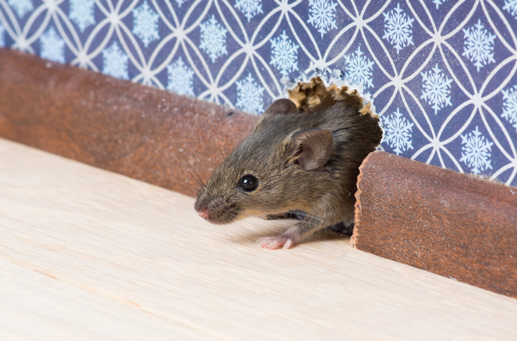 8 Steps To RodentProof Your Home DriveBye Pest Exterminators