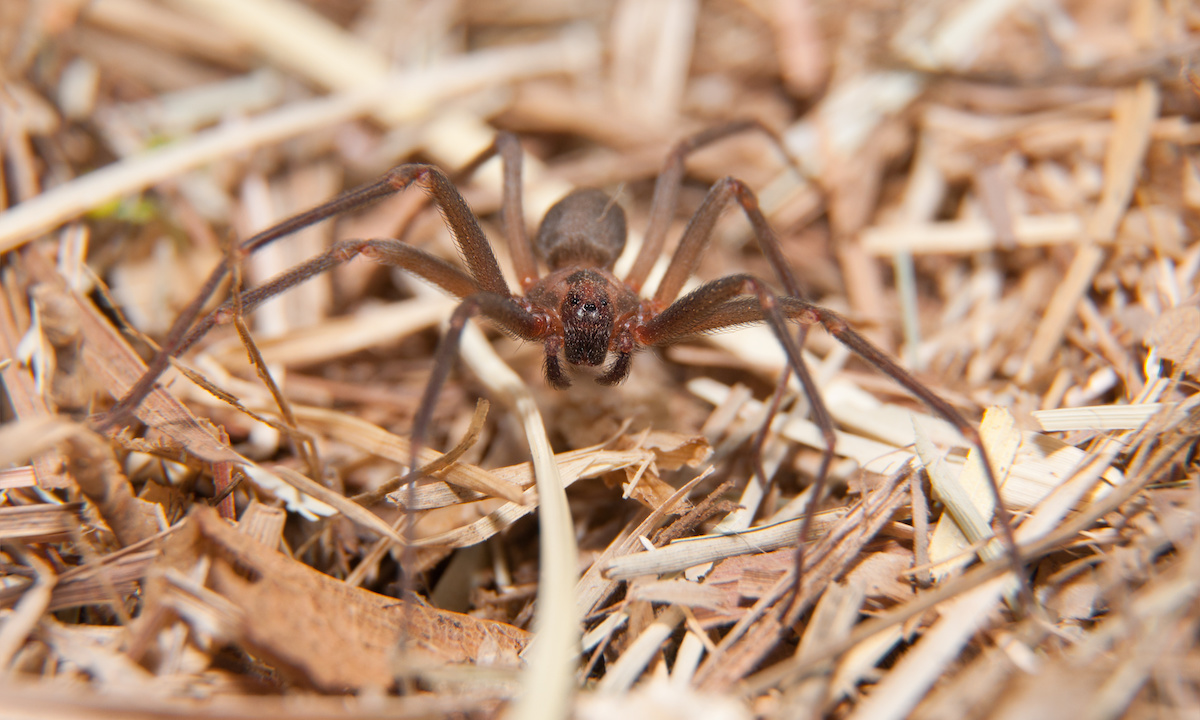 Spider Spotlight All About The Brown Recluse Spider DriveBye Pest