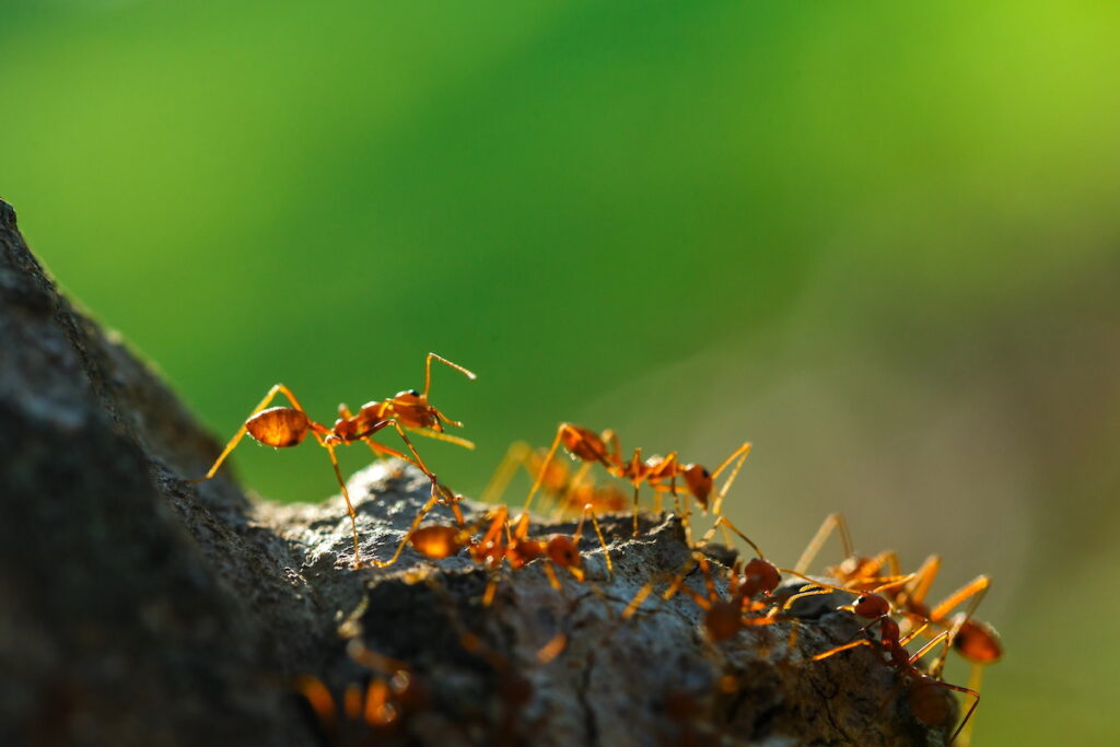 How to Get Rid of Fire Ants DriveBye Pest Exterminators