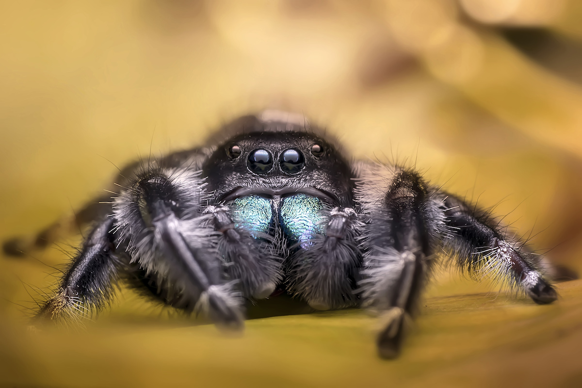 Spider Spotlight Jumping Spiders DriveBye Pest Exterminators