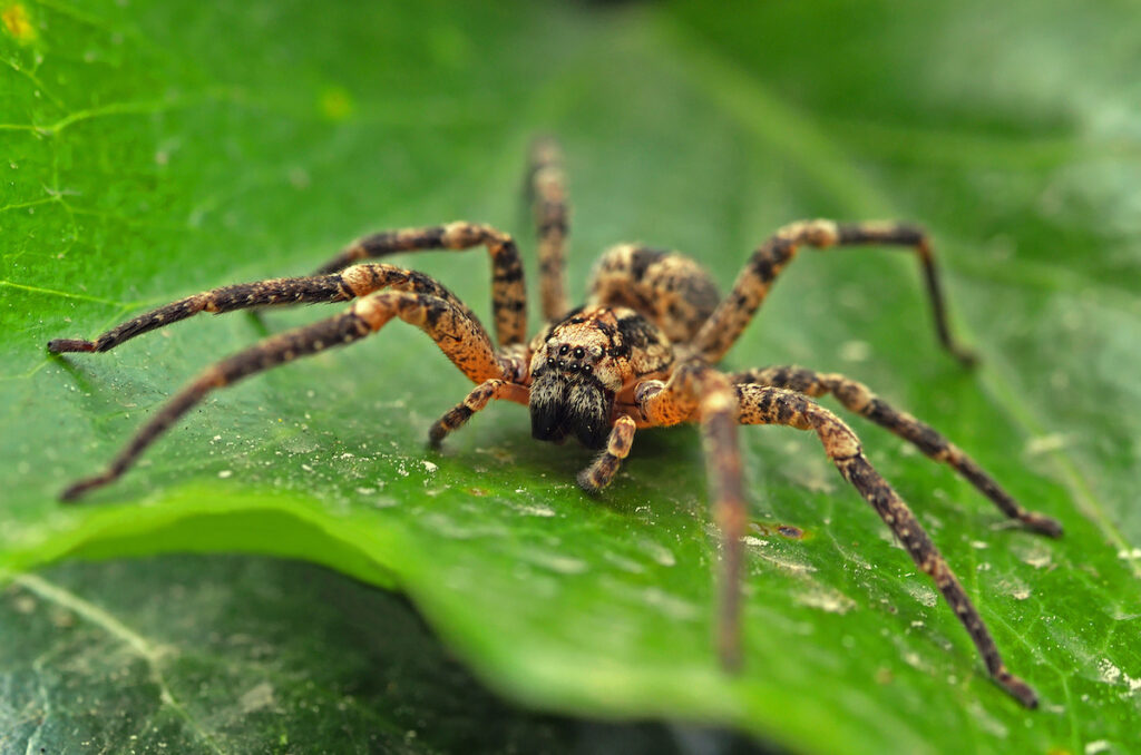 Most Poisonous Spiders in Florida DriveBye Pest Exterminators
