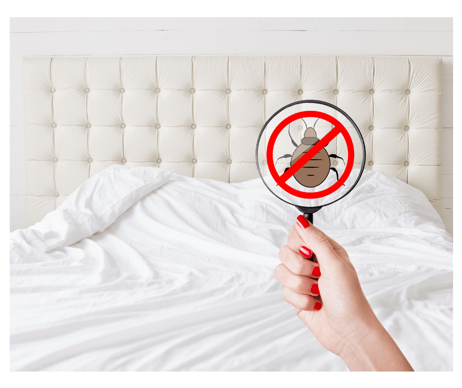 Bed Bugs DriveBye Pest Exterminators