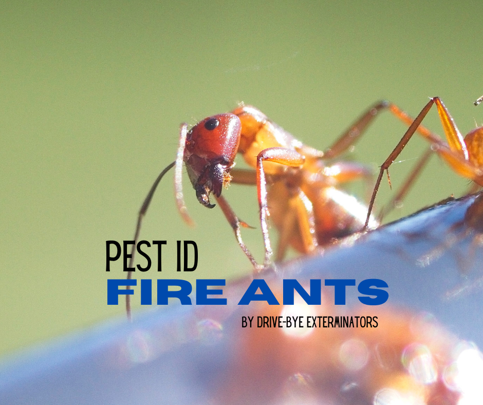 Fire Ants DriveBye Pest Exterminators