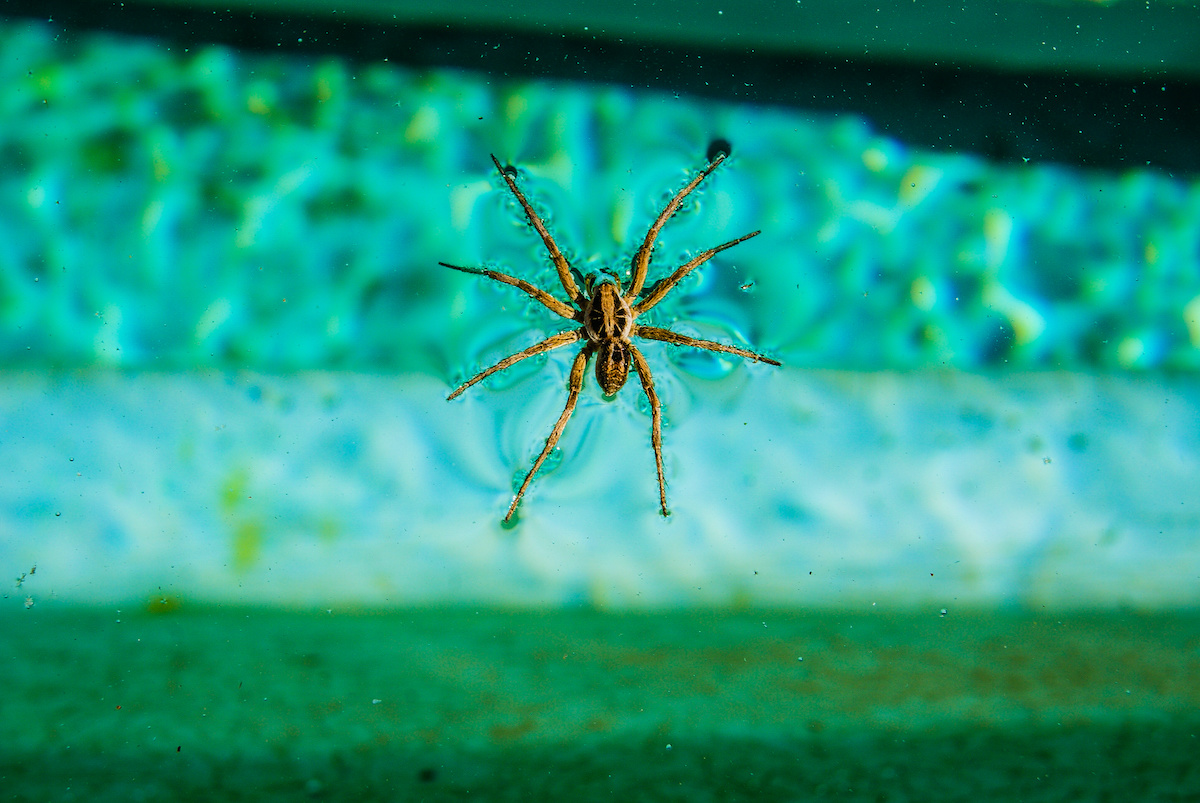 Spiders on the Lanai A Year Round Pest Problem DriveBye Pest