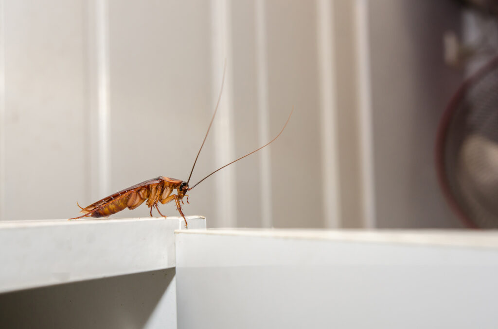 How to Prevent Pests in Kitchen DriveBye Pest Exterminators