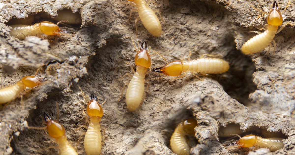 The Truth About Termites in Florida and What You Need to Know Drive