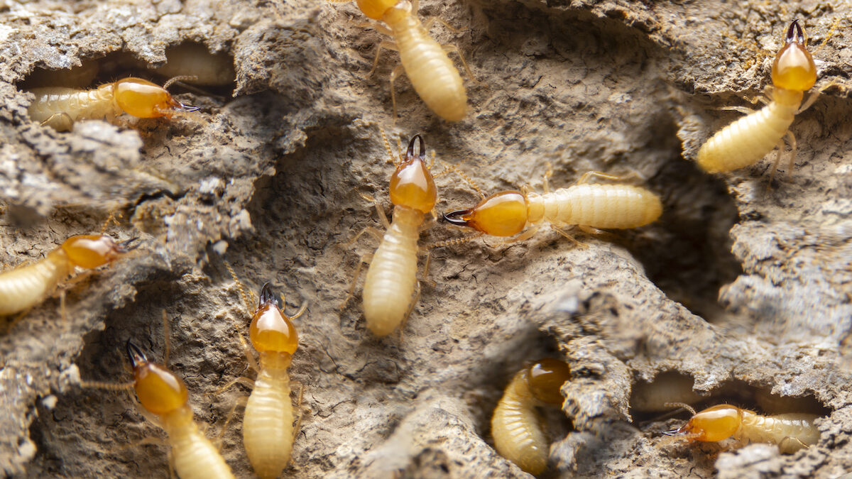 The Truth About Termites in Florida and What You Need to Know Drive