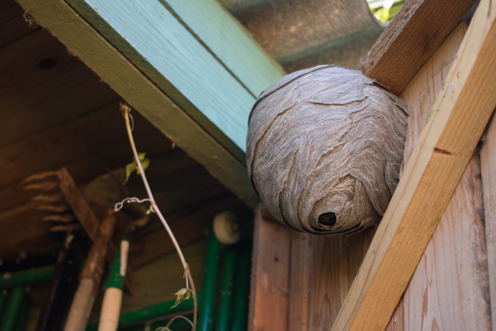 How to Get Rid of Wasp Nests DriveBye Pest Exterminators