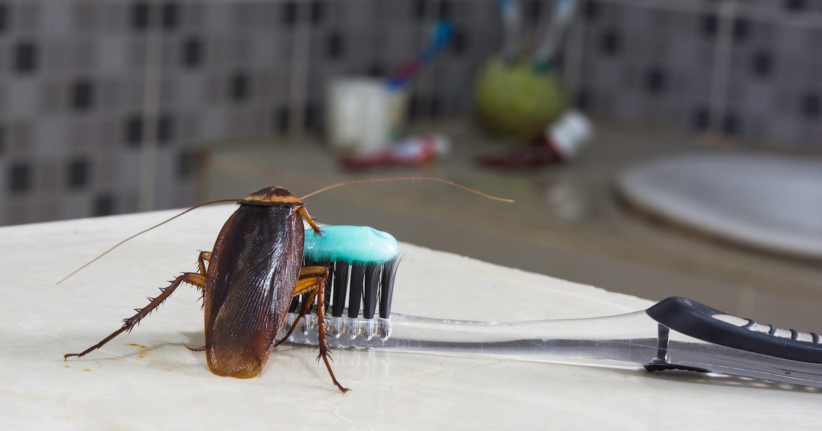 Pest Control and the Impact on Your Health DriveBye Pest Exterminators