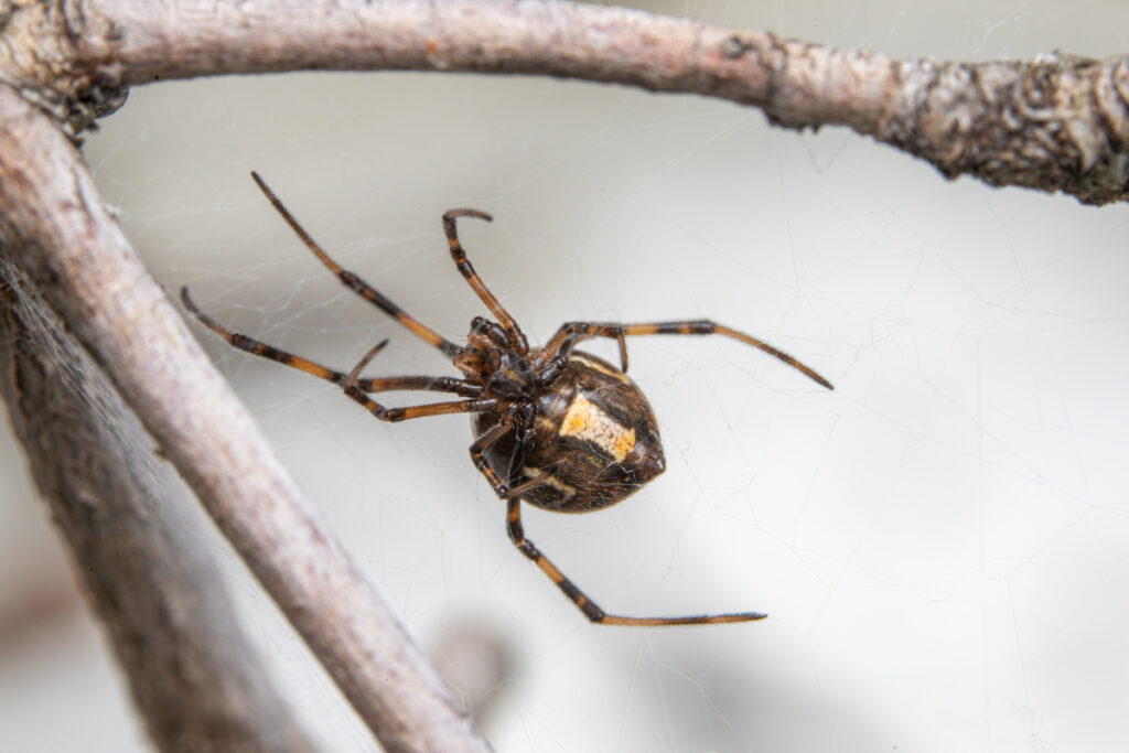 Brown Widow Spider Infestation What You Need to Know DriveBye Pest