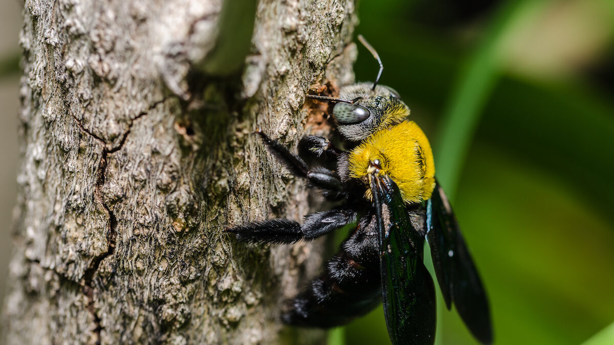 The Ultimate Guide to Carpenter Bees DriveBye Pest Exterminators