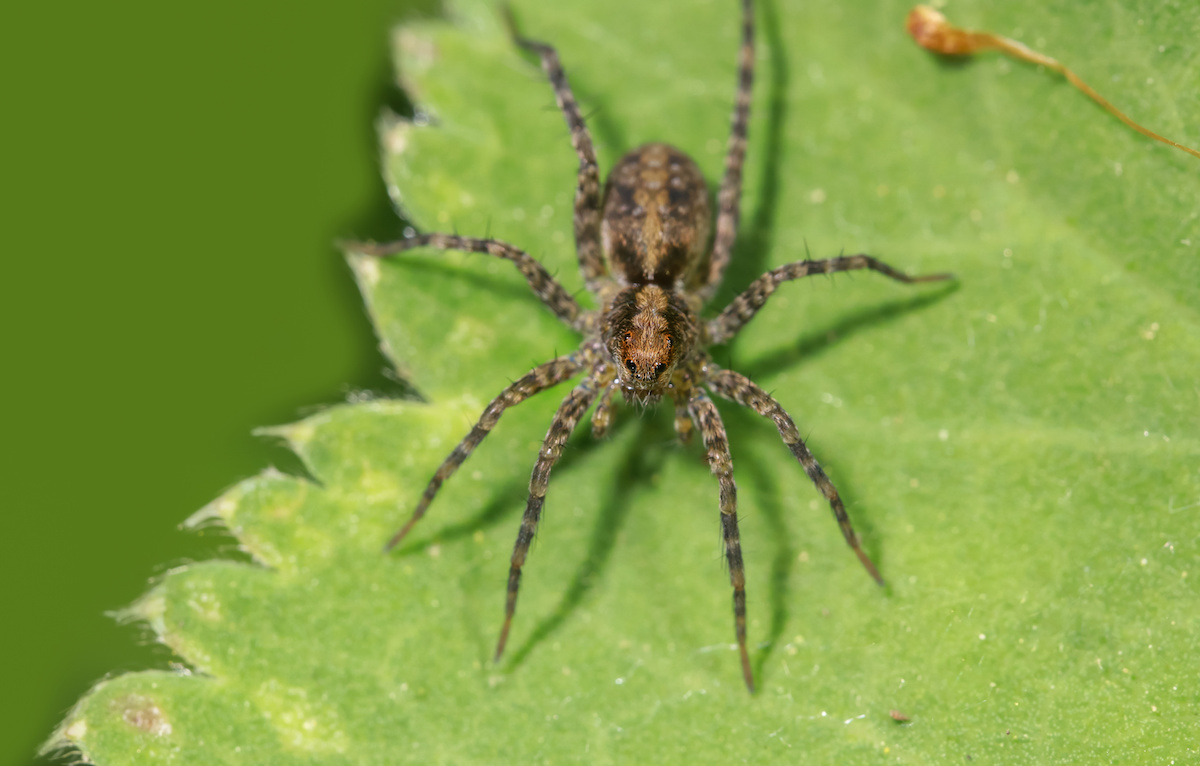Summer Spider Control How to Get Rid of Spiders in Your Home Drive