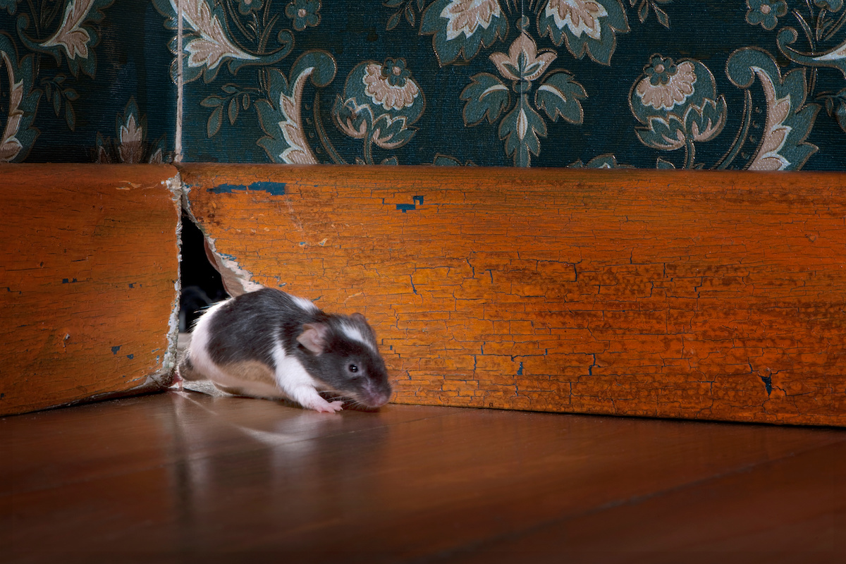 H‍ow to Get Rid of Mice in Walls DriveBye Pest Exterminators