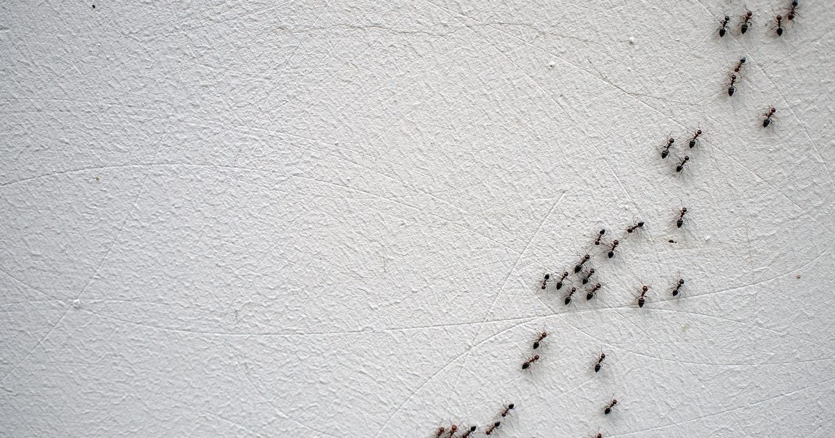 How to Keep Bugs Out of Your House in Florida