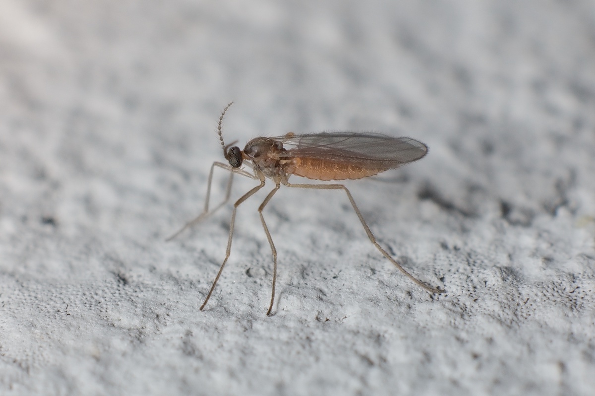 How to Get Rid of Gnats During the Holiday Season