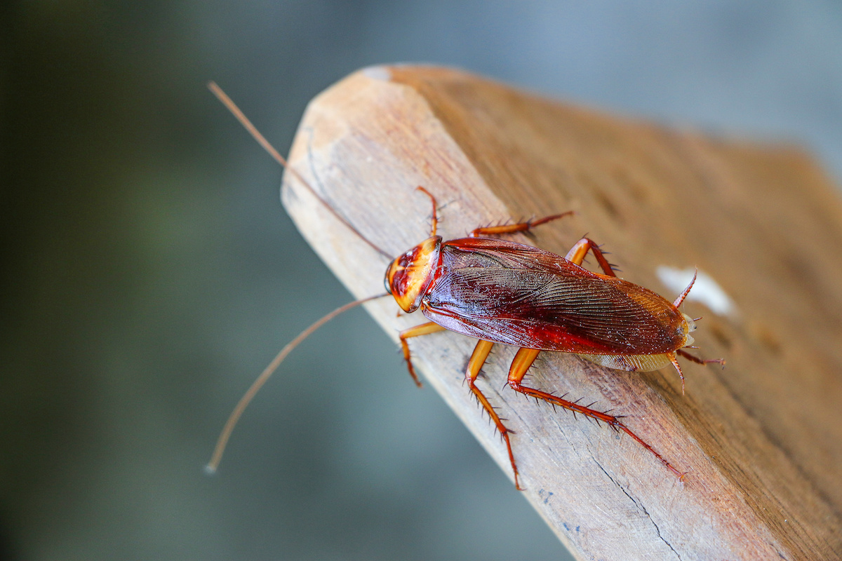 Can Pest Control Get Rid of Roaches?