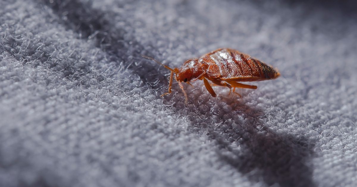 Bed Bug Infestations are Making a Comeback Here's What You Need to Know