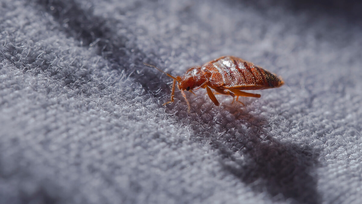 Bedbug Infestations are Making a Comeback Here's What You Need to Know