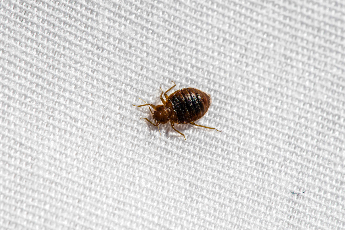 Bed Bug Infestations are Making a Comeback Here's What You Need to Know