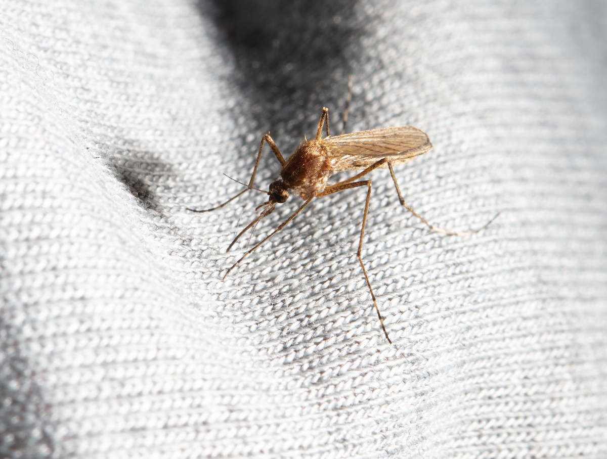 Outdoor Pest Control Tips for Mosquitos and Ticks