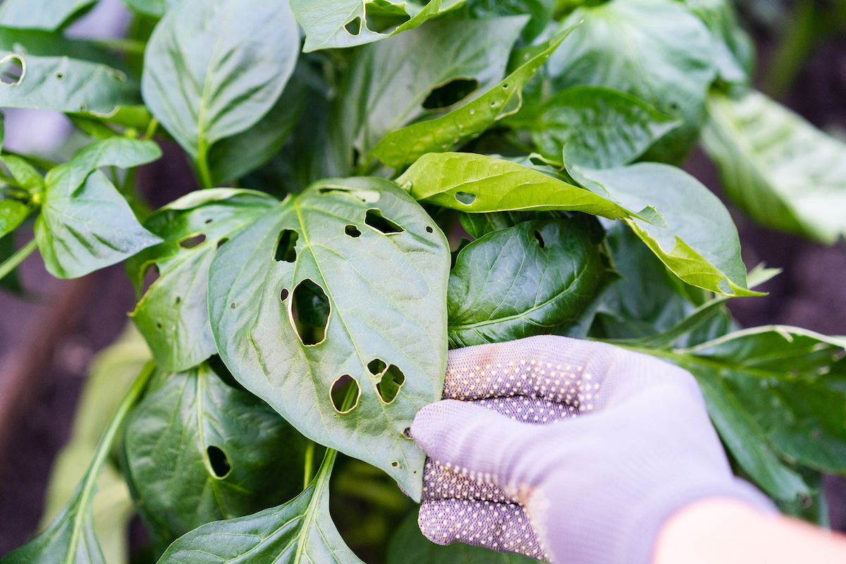 Garden Pest Control Tips for Florida Plant Lovers