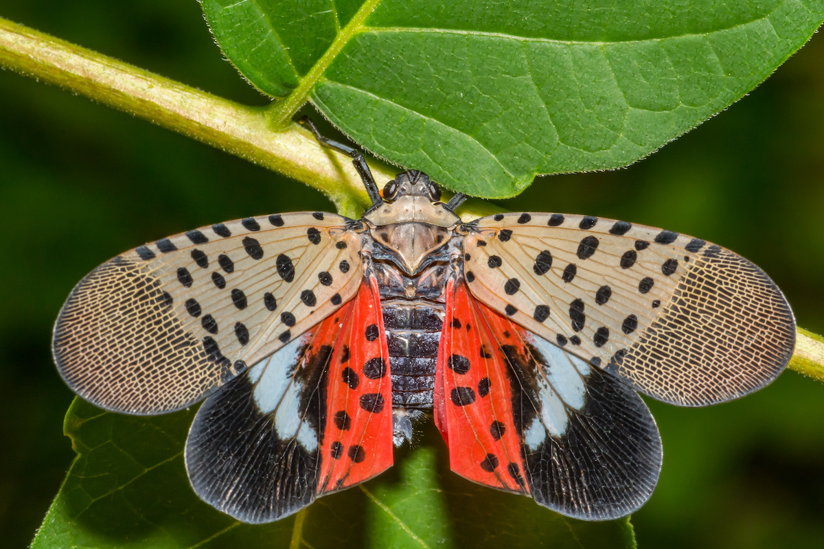 Should You Worry About the Spotted Lantern Fly in Florida?