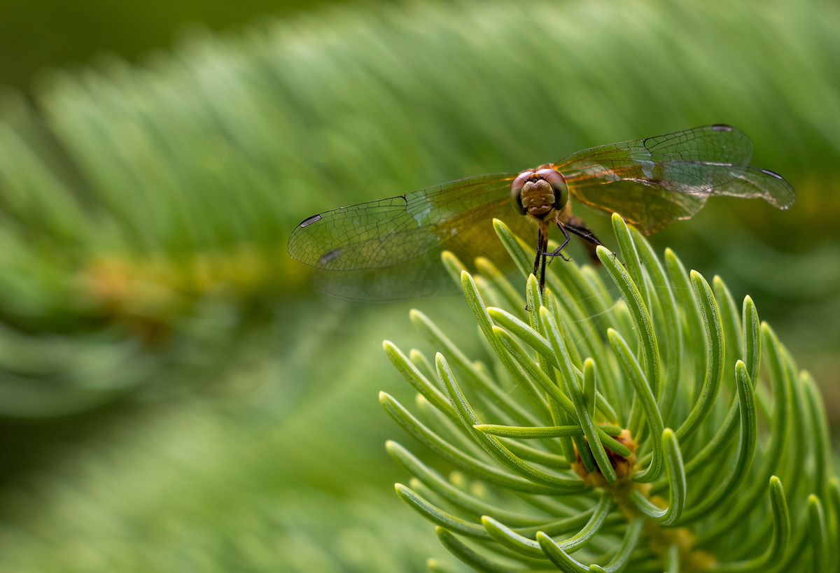 What to Do About Bugs in Your Christmas Tree DriveBye Pest Exterminators