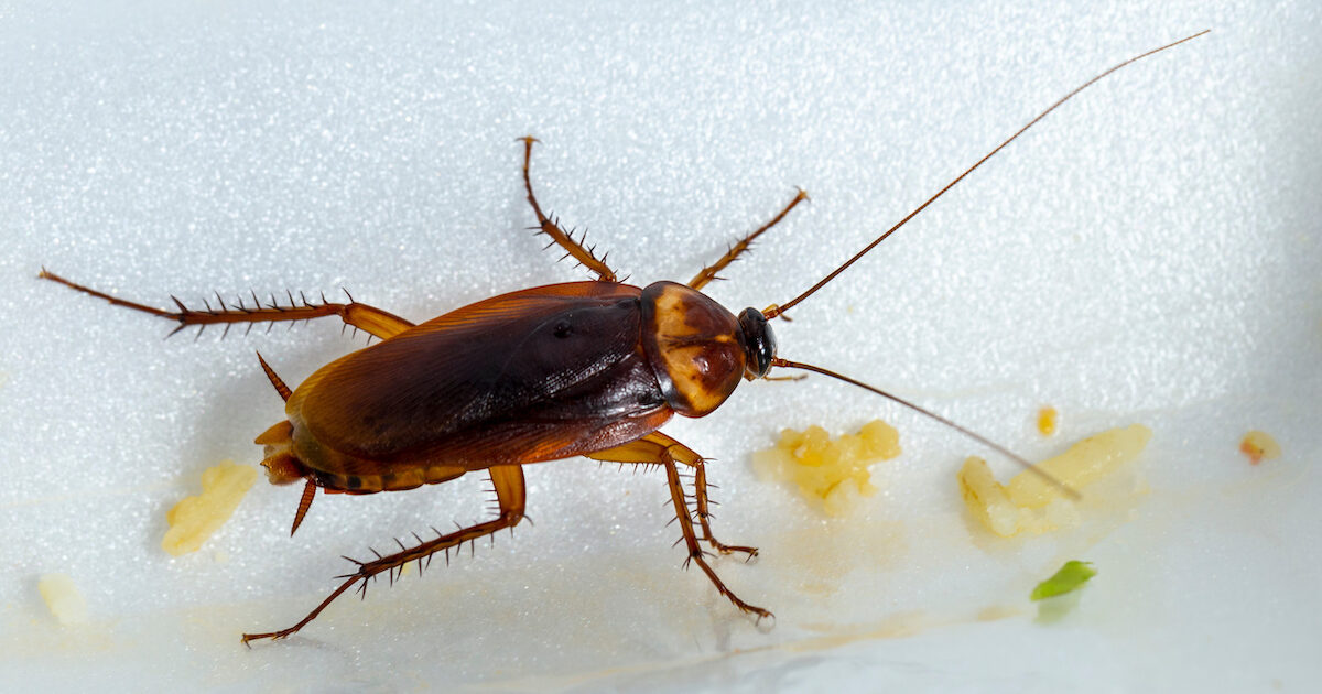 Where do Roaches Usually Hide? DriveBye Pest Exterminators