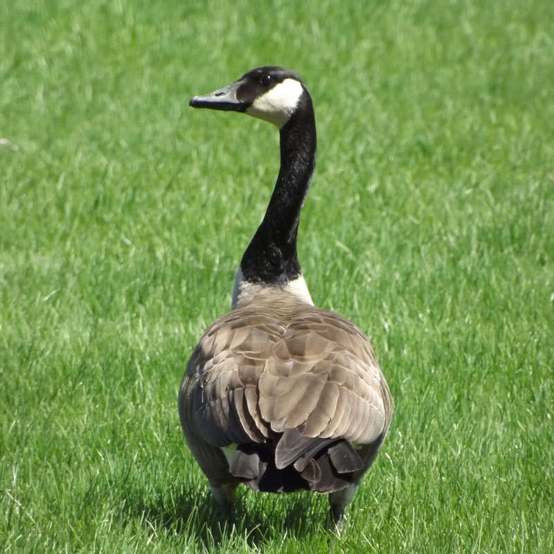 Driven Wild Goose Control Minnesota Goose Management