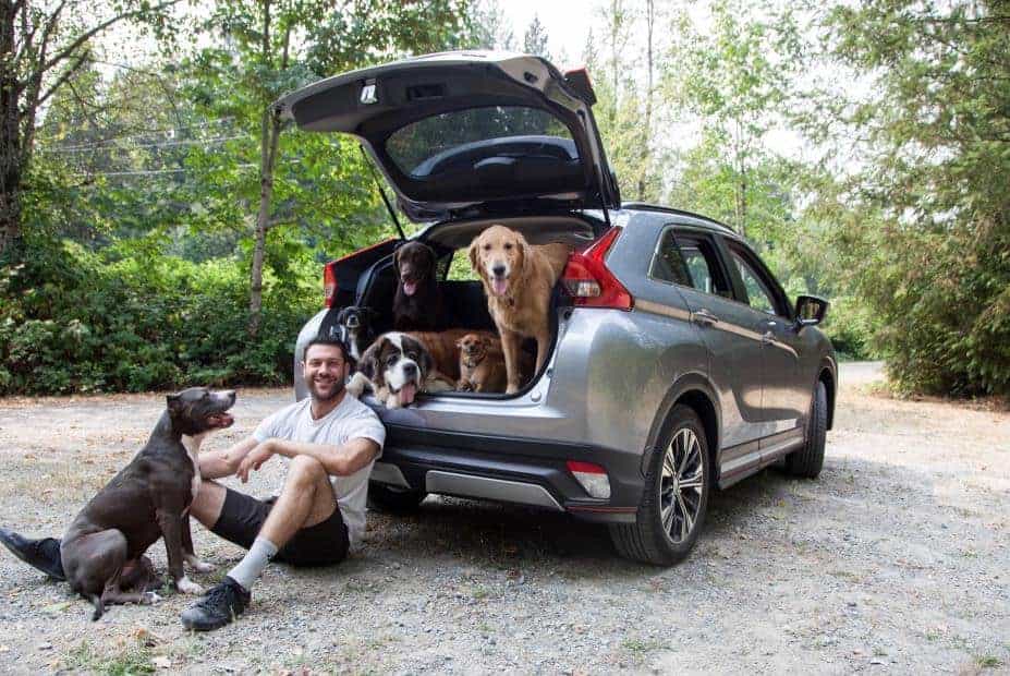 What are the Best Cars for Dogs? Driven Wheels