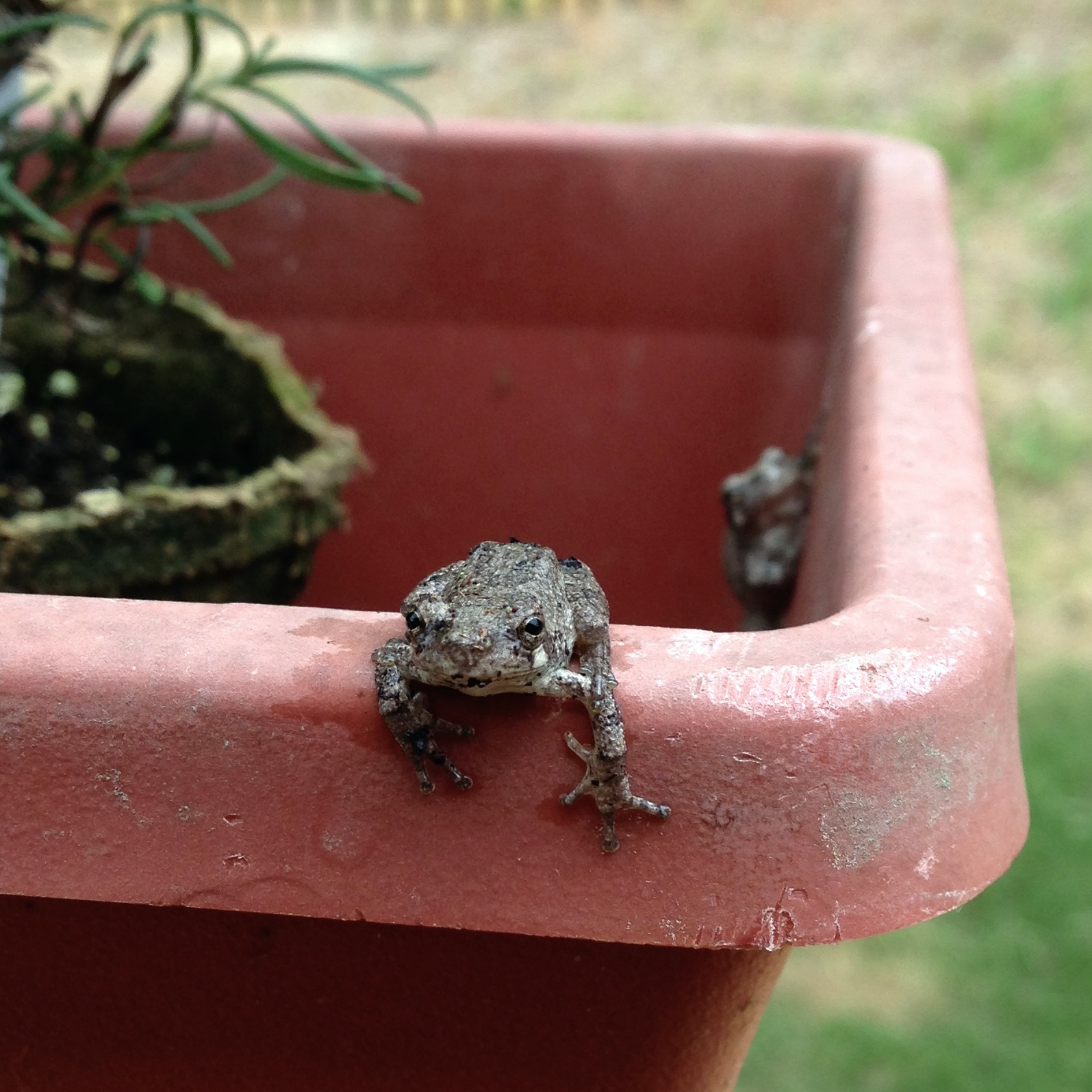 Be Like Baby Yoda. Eat the Frog. Driving Toward Thriving