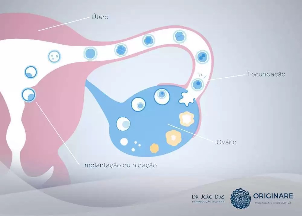 Endométrio e gravidez o que é receptividade endometrial