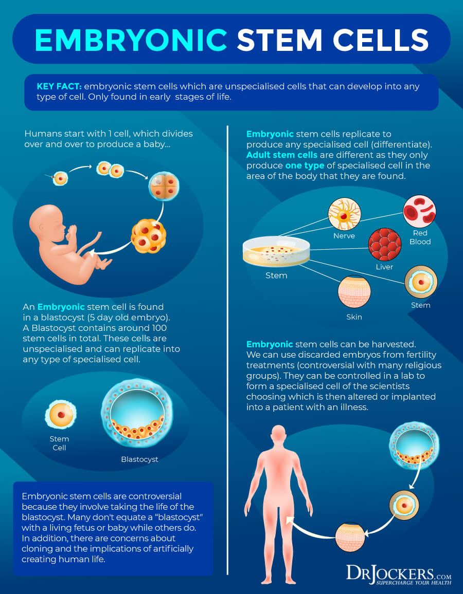 Stem Cells What Are They and 8 Ways to Activate Them