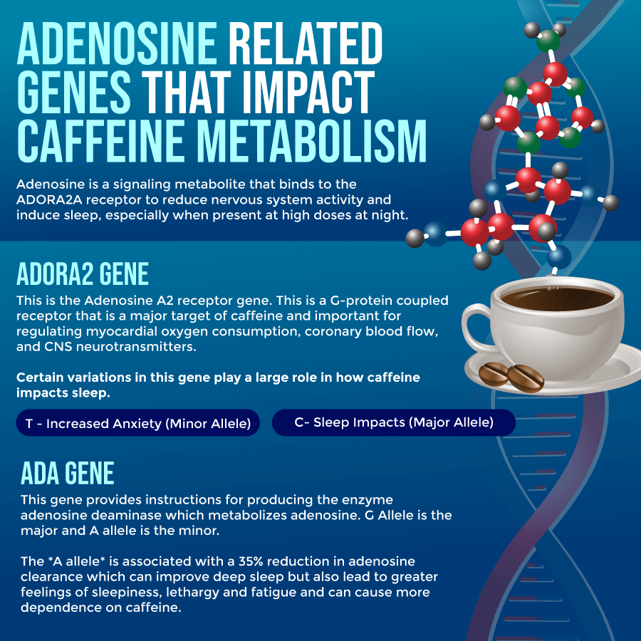 Are You a Slow Caffeine Metabolizer?