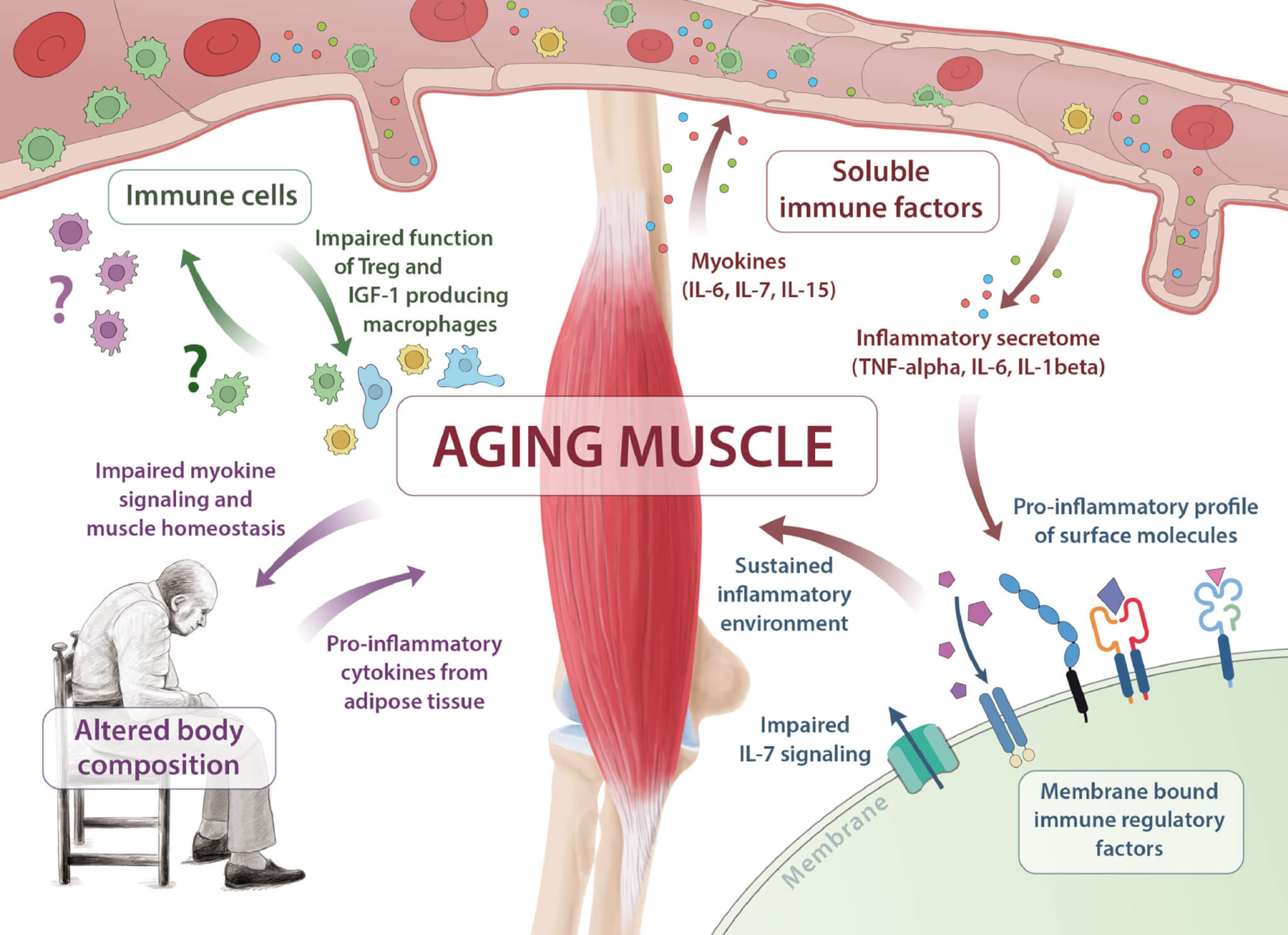 Sarcopenia Top Strategies to Keep Muscle Mass as You Age