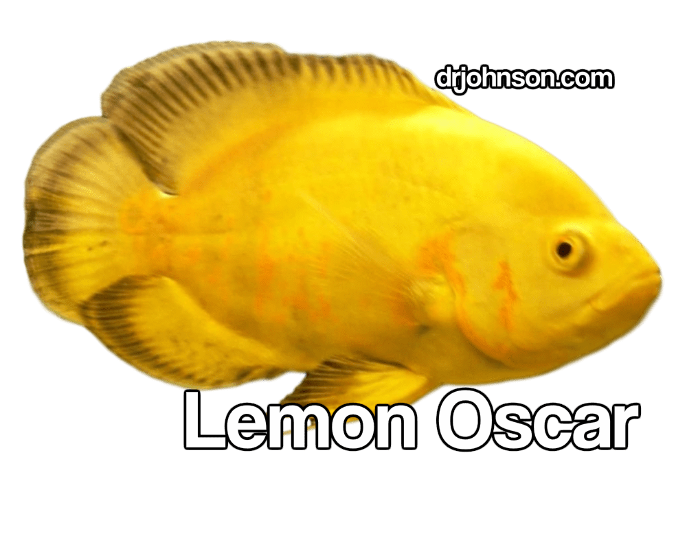 A Favorite Species The Oscar, Astronotus ocellatus Dr Erik Johnson