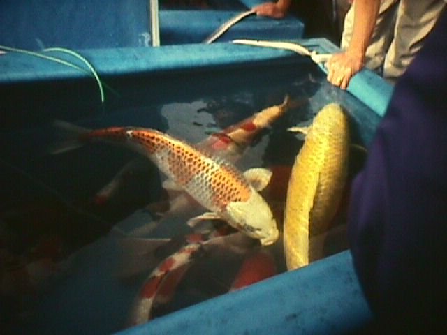 Euthanasia in Koi and Ornamental Fish Dr Erik Johnson Veterinarian