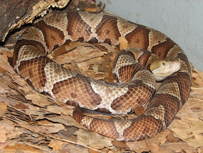 Copperhead Snakebite Dr Erik Johnson Veterinarian