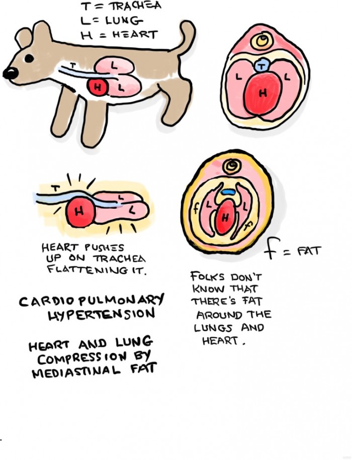 The subject of fat in the chest of dogs Dr Erik Johnson Veterinarian