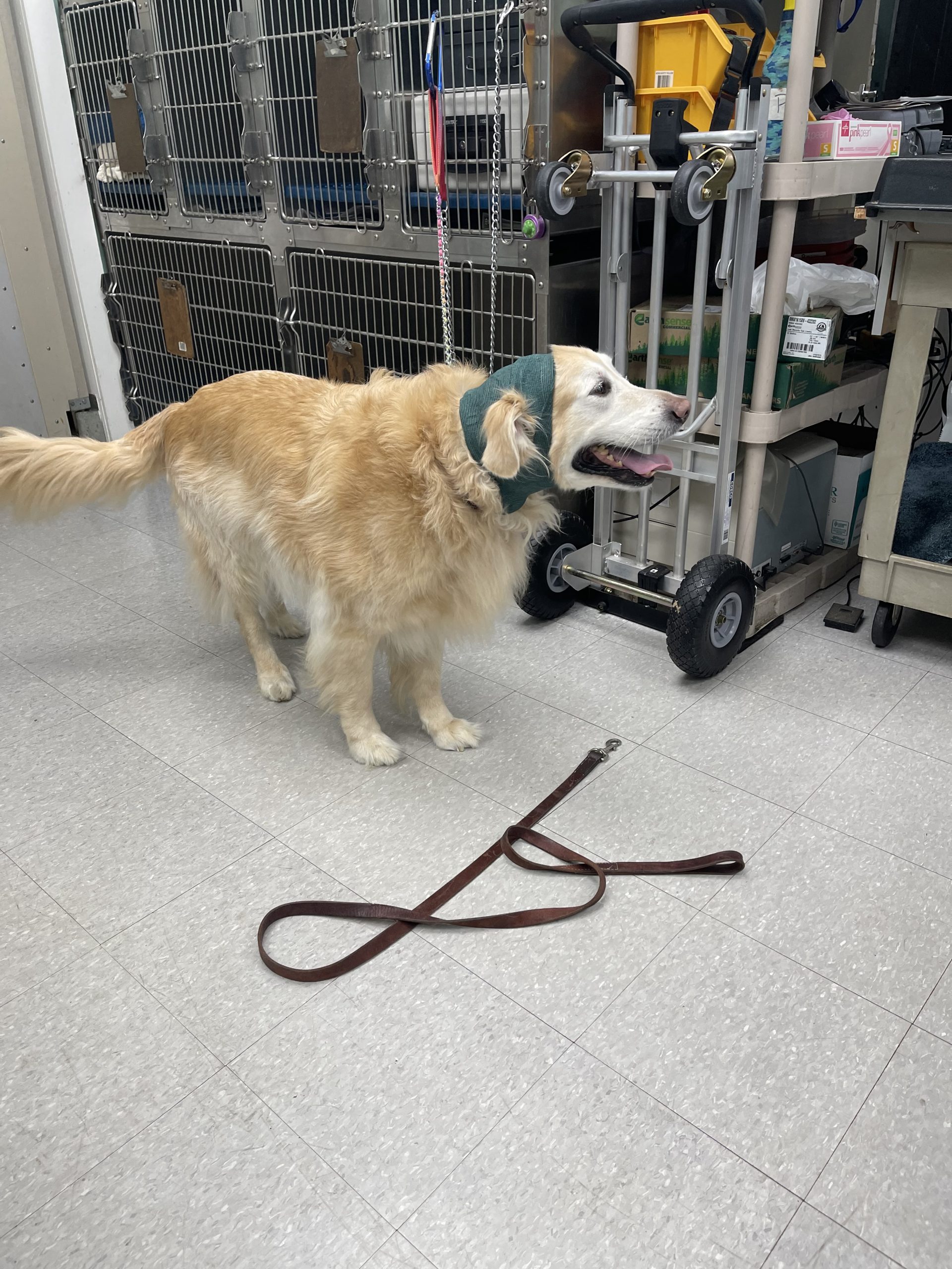 Aural Hematoma in Dogs Dr Erik Johnson Veterinarian