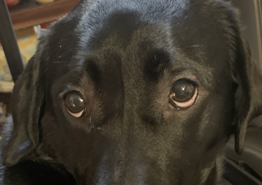 Ectropion Eyelid Drooping Canines Dogs Dr Erik Johnson Veterinarian