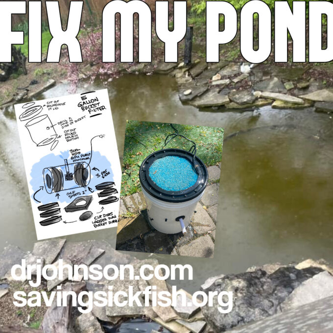 Fix My Pond, Cheap and DIY. Also, the 5 Gallon Bucket Filter Dr Erik