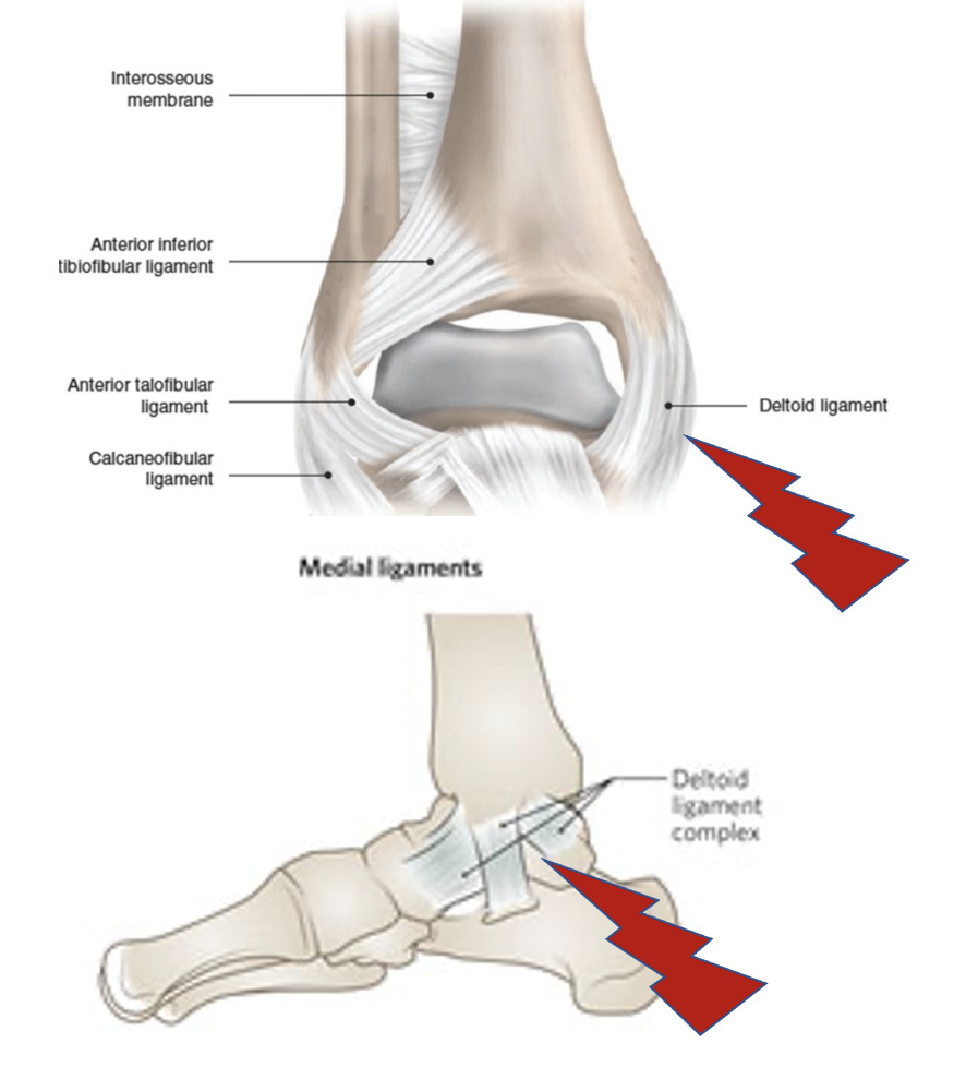 Deltoid Ligament