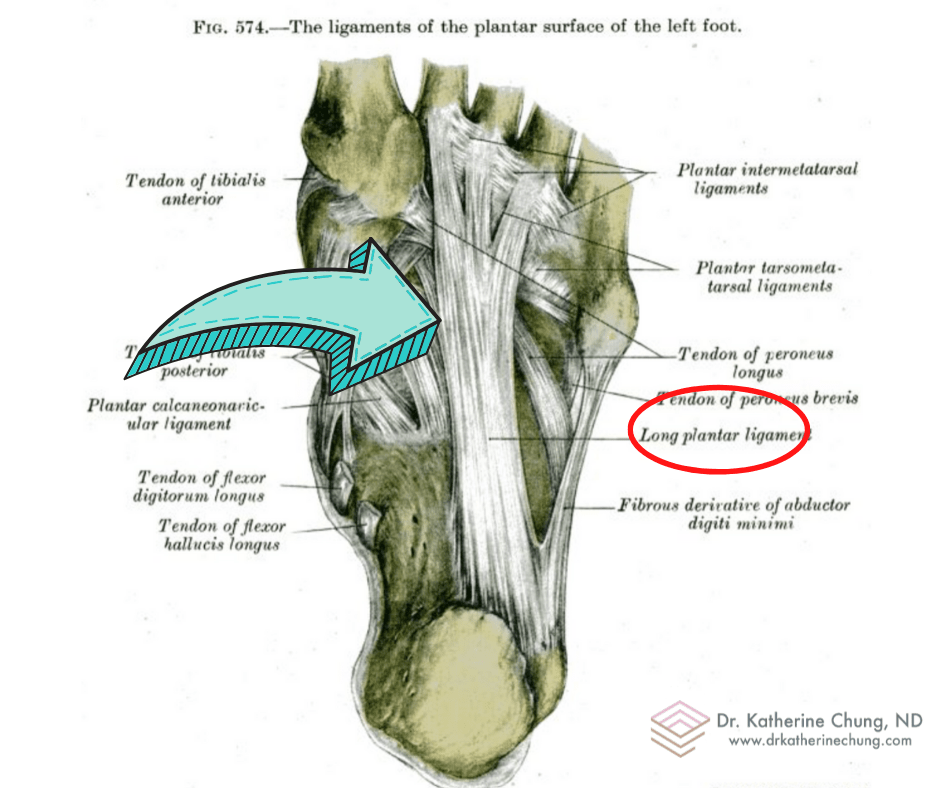 Plantar Fasciitis Acupuncture and Exercises for Pain Management Dr