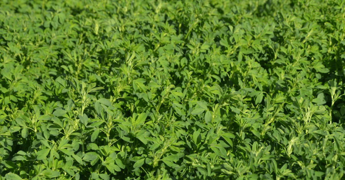 Feeding Alfalfa to Horses with EMS Dr. K's Horse Sense