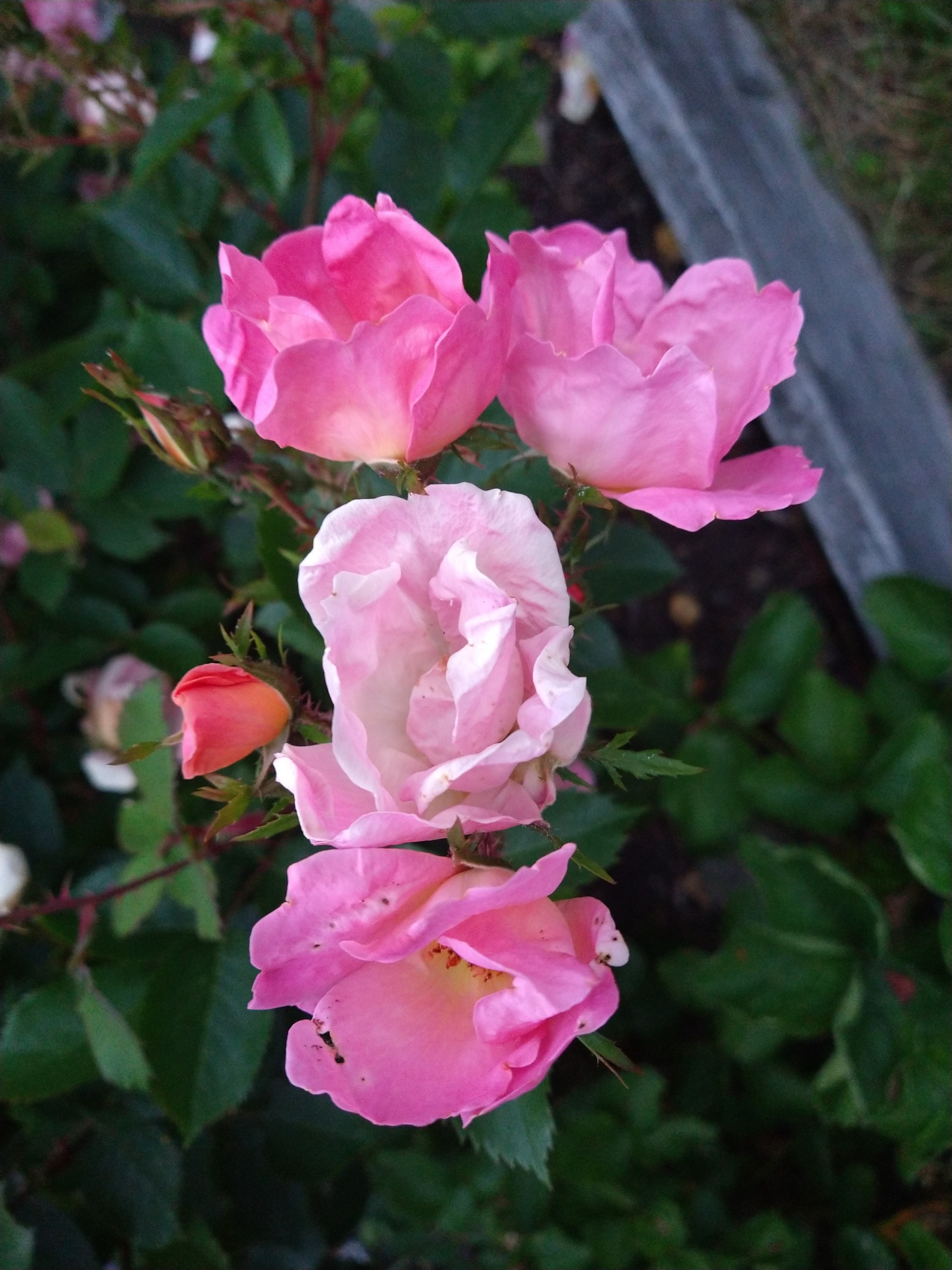 pink roses KO Rural Mad As Hell Blog